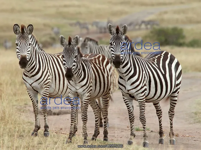 : Grant's Zebra - herd : Grant's Zebra - herd