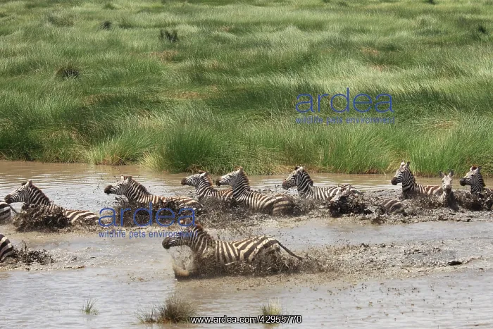 : Grant's Zebra - herd crossing a river : Grant's Zebra - herd crossing a river