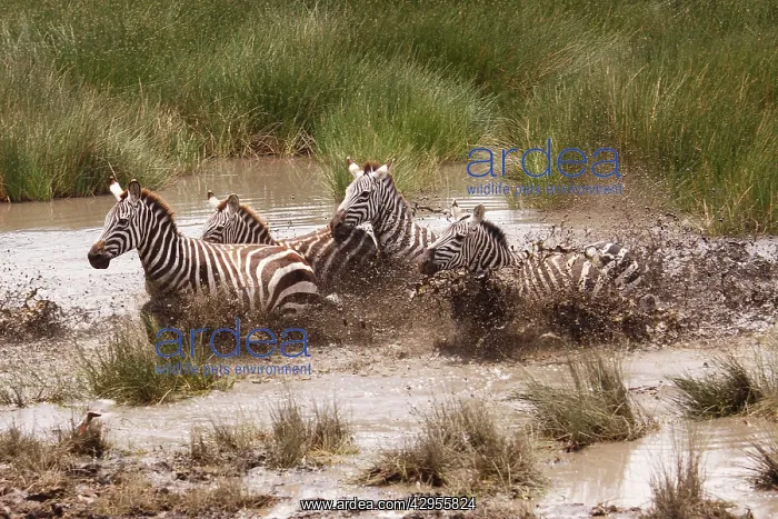  : Grant's Zebra - herd crossing a river