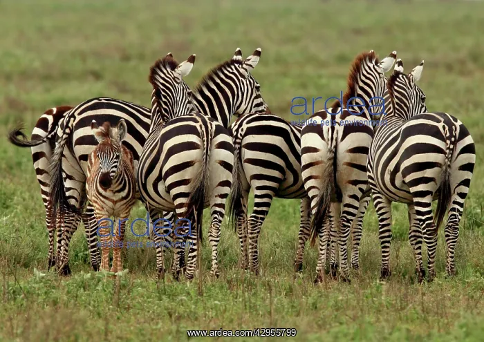 : Grant's Zebra - herd with young one : Grant's Zebra - herd with young one