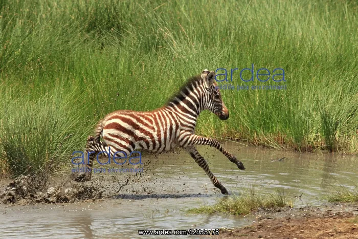 : Grant's Zebra - young crossing a river : Grant's Zebra - young crossing a river