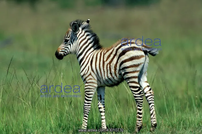 : Grant's Zebra young foal : Grant's Zebra young foal
