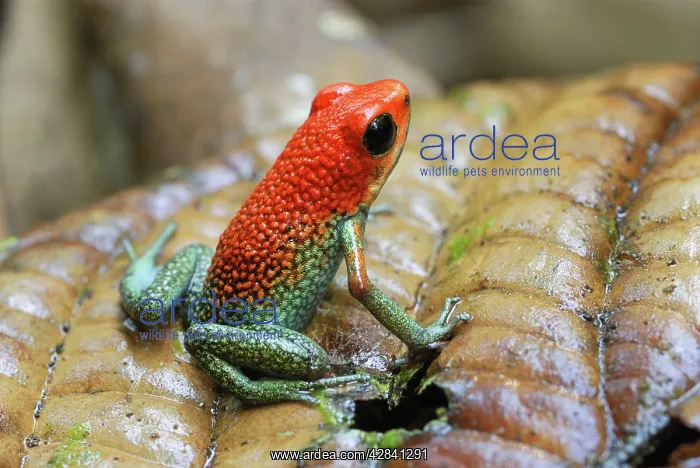 : Granular Poison Arrow / Dart Frog : Granular Poison Arrow / Dart Frog
