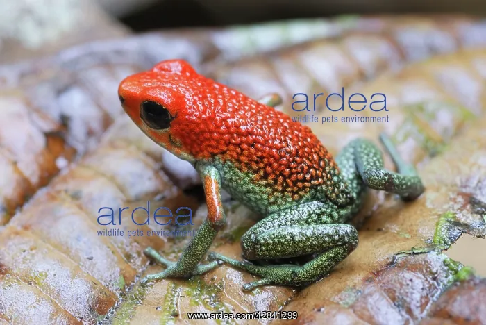 : Granular Poison Arrow / Dart Frog : Granular Poison Arrow / Dart Frog