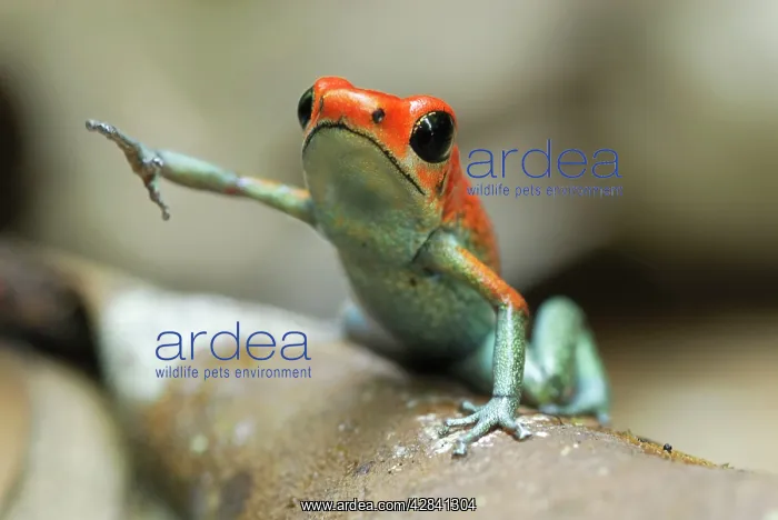 : Granular Poison Arrow / Dart Frog : Granular Poison Arrow / Dart Frog