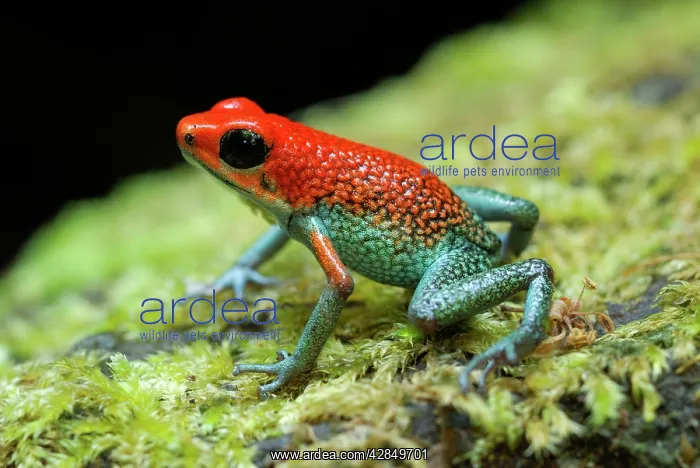 : Granular Poison Arrow / Dart Frog : Granular Poison Arrow / Dart Frog