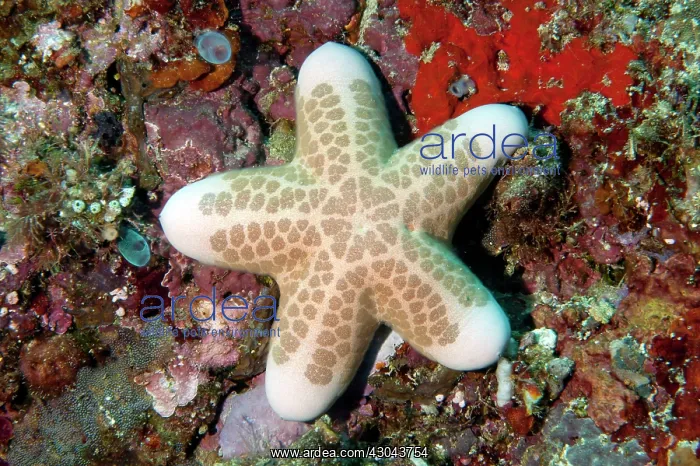 : Granular Sea Star : Granular Sea Star