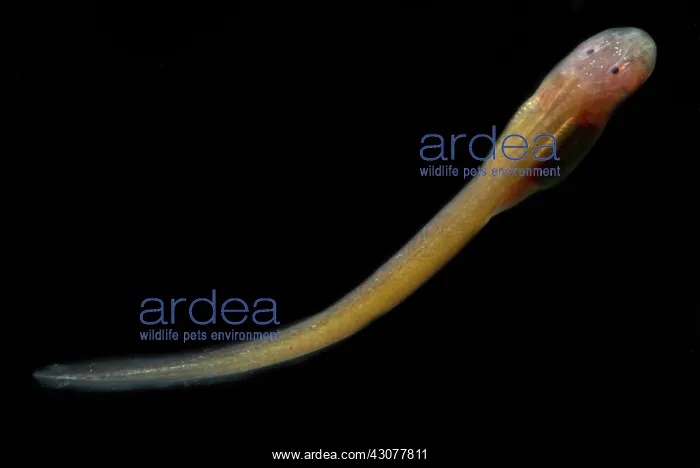 : Granulated Glass Frog tadpole : Granulated Glass Frog tadpole