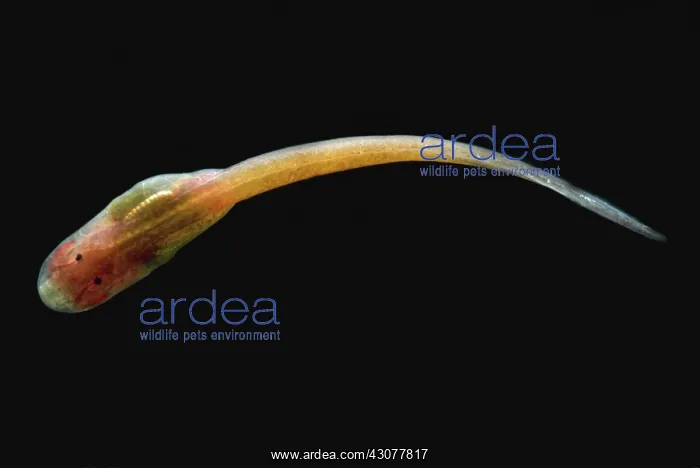 : Granulated Glass Frog tadpole : Granulated Glass Frog tadpole