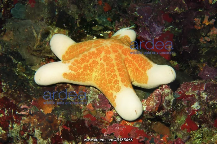 : Granulated Sea Star : Granulated Sea Star