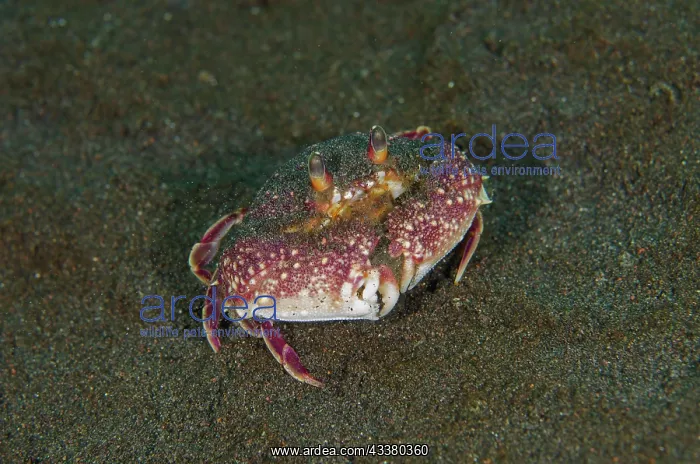 : Granulose Box Crab - Wreck Slope dive site, Tulamben : Granulose Box Crab - Wreck Slope dive site, Tulamben