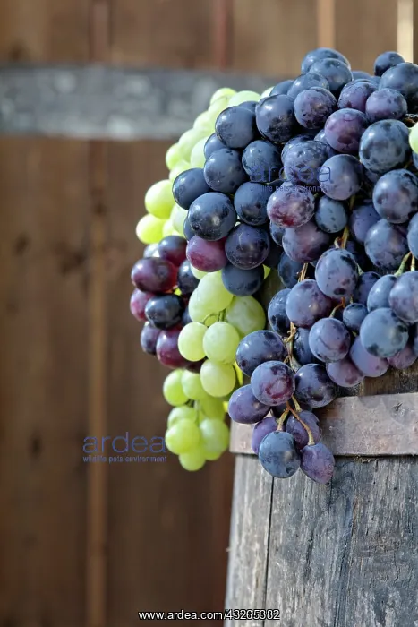 : Grape exhibit on parade float, La Festa : Grape exhibit on parade float, La Festa