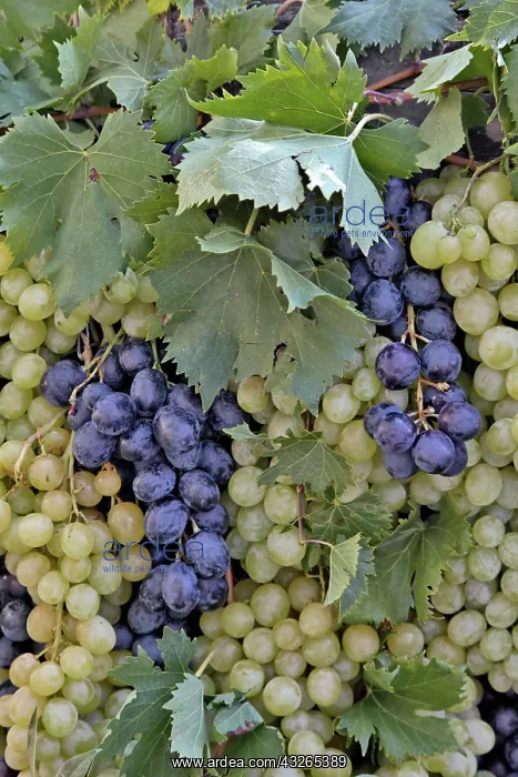 : Grape exhibit on parade float, La Festa : Grape exhibit on parade float, La Festa