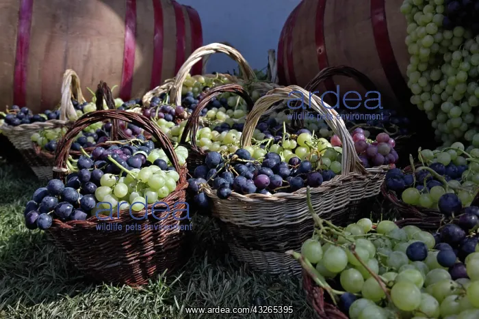 : Grape exhibit on parade float, La Festa : Grape exhibit on parade float, La Festa