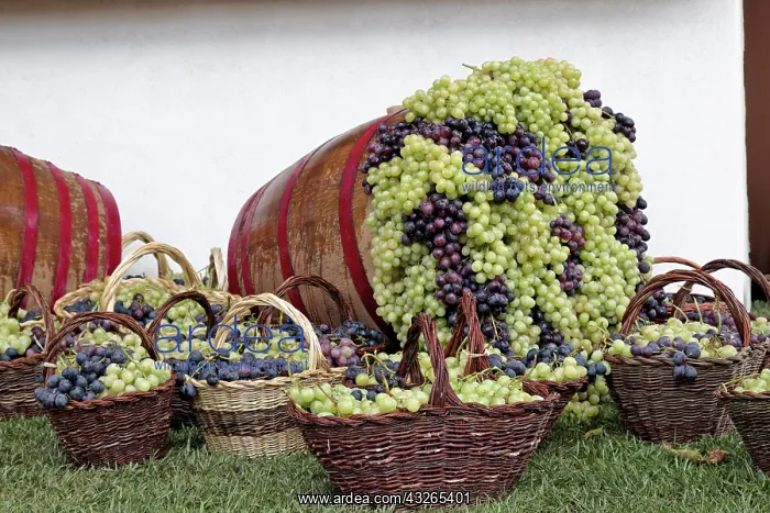 : Grape exhibit on parade float, La Festa : Grape exhibit on parade float, La Festa