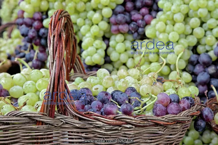 : Grape exhibit on parade float, La Festa : Grape exhibit on parade float, La Festa