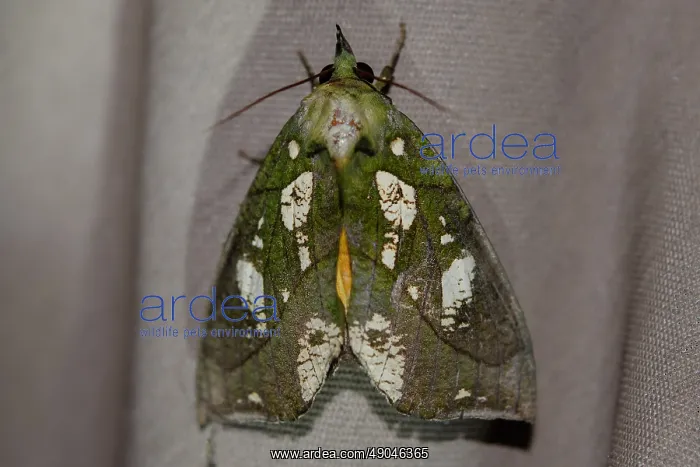 : Grape Fruit Piercer Moth : Grape Fruit Piercer Moth