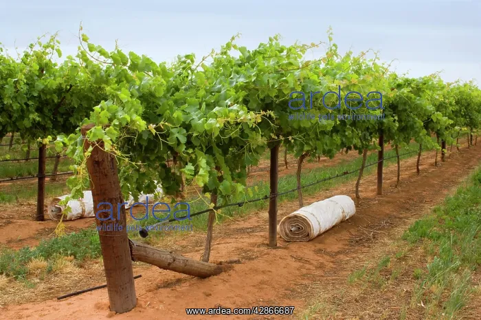 : Grape-growing area - a grapevine plantation : Grape-growing area - a grapevine plantation