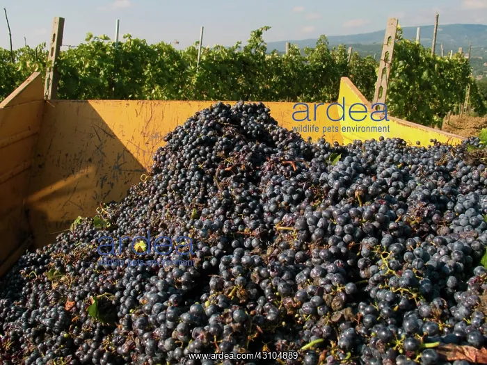 : Grape Harvest : Grape Harvest