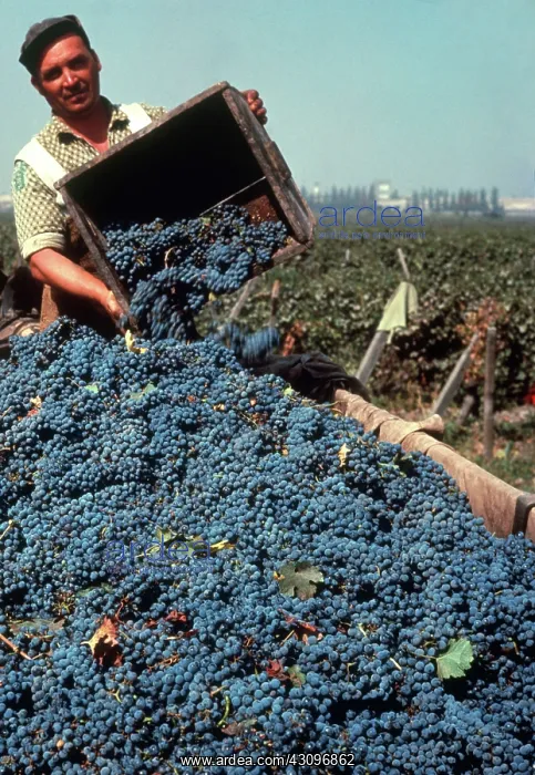 : Grape Harvest, Chile : Grape Harvest, Chile