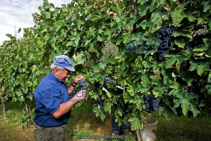 : Grape Harvest, Italy : Grape Harvest, Italy