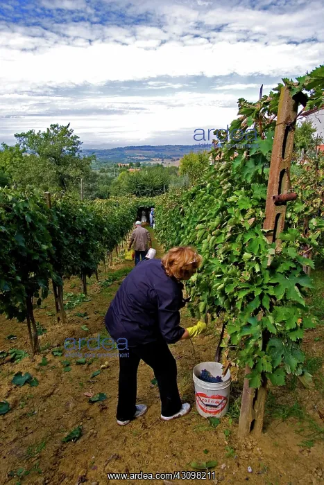 : Grape Harvest, Italy : Grape Harvest, Italy