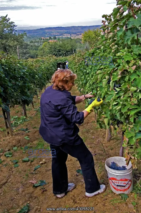 : Grape Harvest, Italy : Grape Harvest, Italy