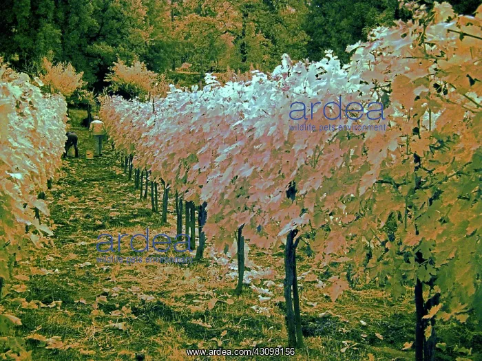  : Grape Harvest, Umbria, Italy