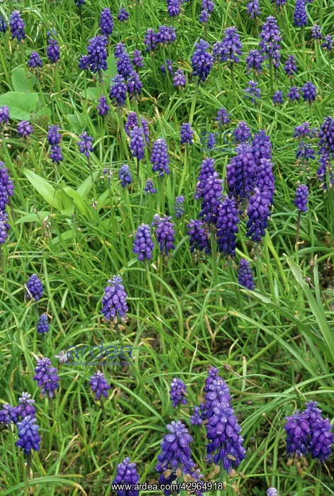 : Grape Hyacinth : Grape Hyacinth