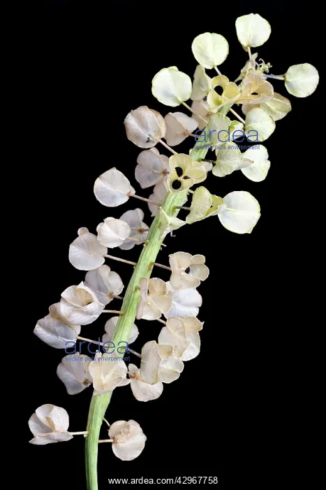: Grape Hyacinth : Grape Hyacinth