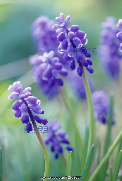 : Grape Hyacinth : Grape Hyacinth