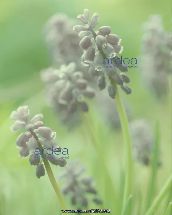 : Grape Hyacinth : Grape Hyacinth