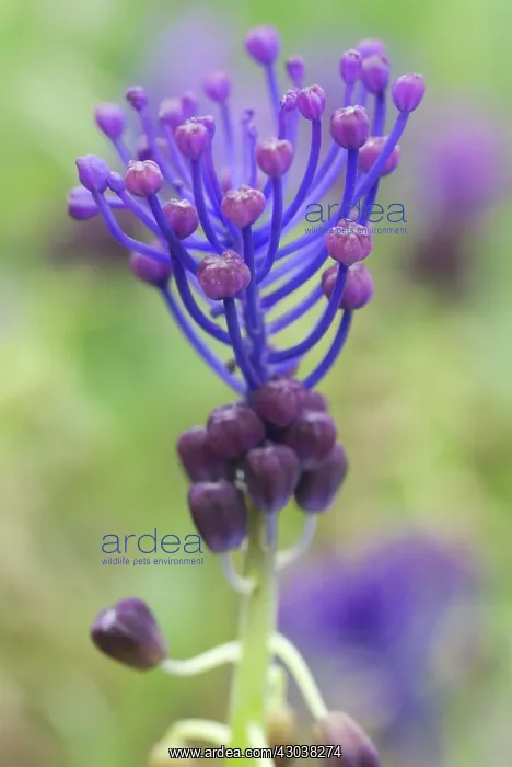 : Grape Hyacinth : Grape Hyacinth