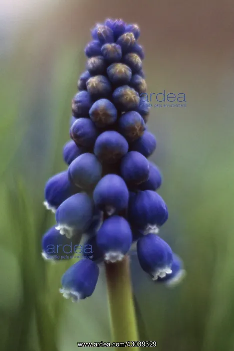 : Grape Hyacinth : Grape Hyacinth