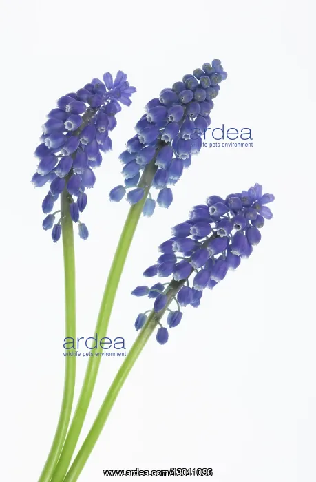 : Grape Hyacinth : Grape Hyacinth
