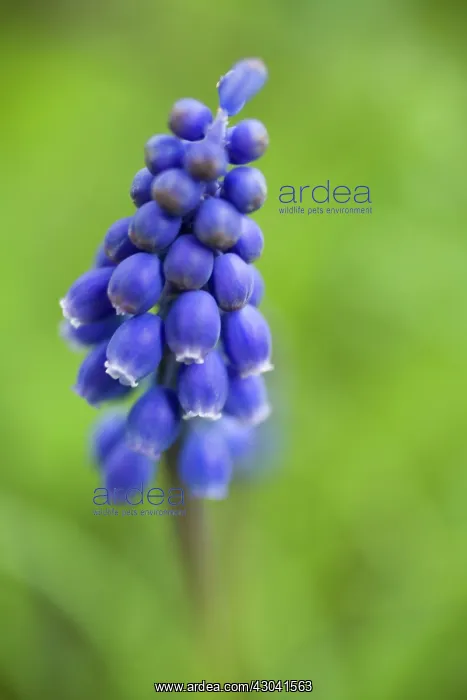 : Grape Hyacinth : Grape Hyacinth