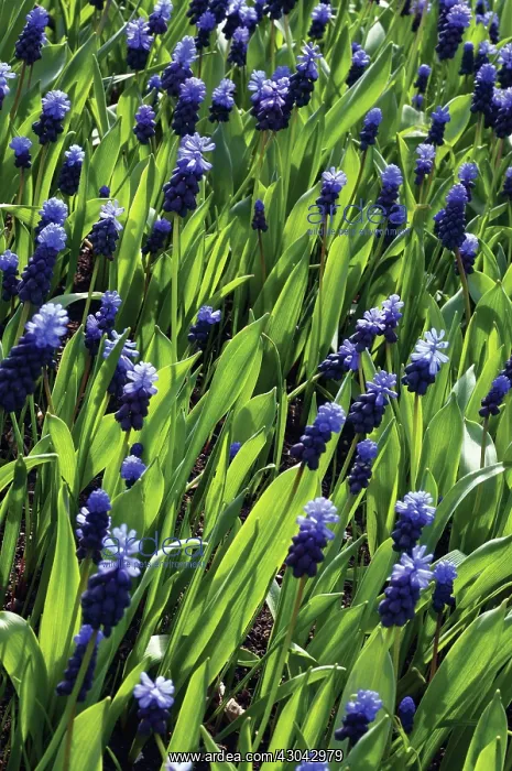 : Grape Hyacinth : Grape Hyacinth