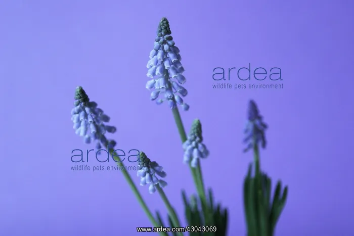 : Grape Hyacinth : Grape Hyacinth