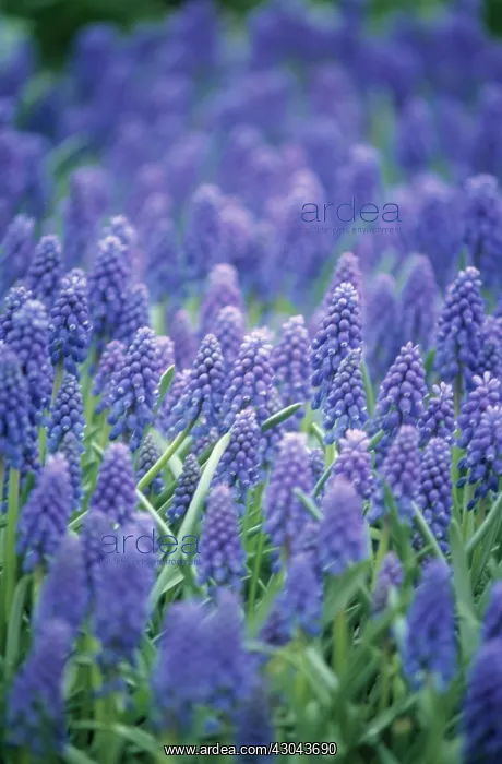 : Grape Hyacinth : Grape Hyacinth