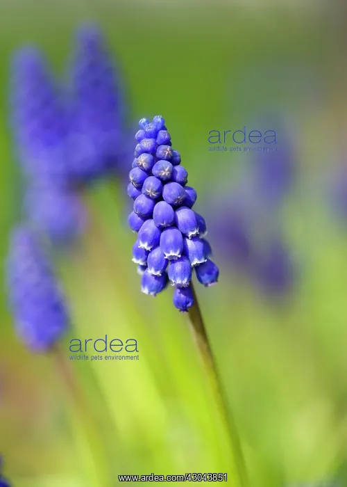 : Grape hyacinth : Grape hyacinth