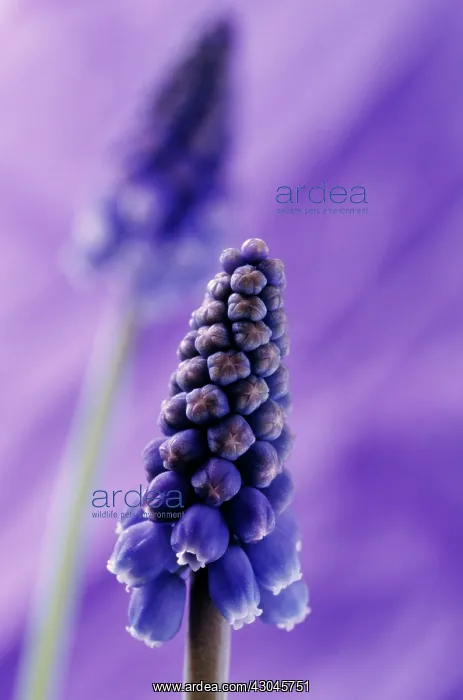 : Grape Hyacinth : Grape Hyacinth