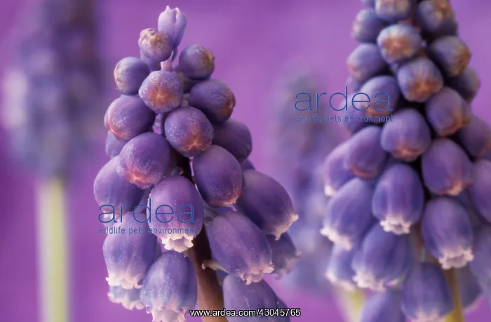  : Grape Hyacinth