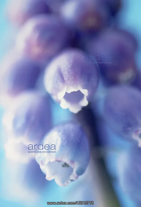 : Grape Hyacinth : Grape Hyacinth
