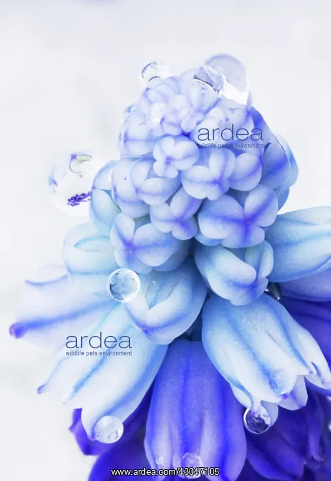 : Grape Hyacinth : Grape Hyacinth