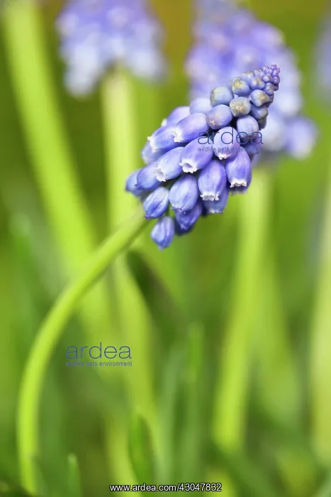 : Grape hyacinth : Grape hyacinth