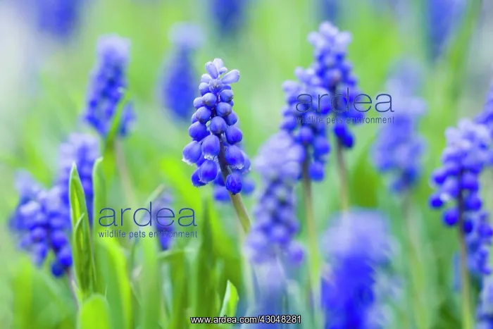 : Grape Hyacinth : Grape Hyacinth
