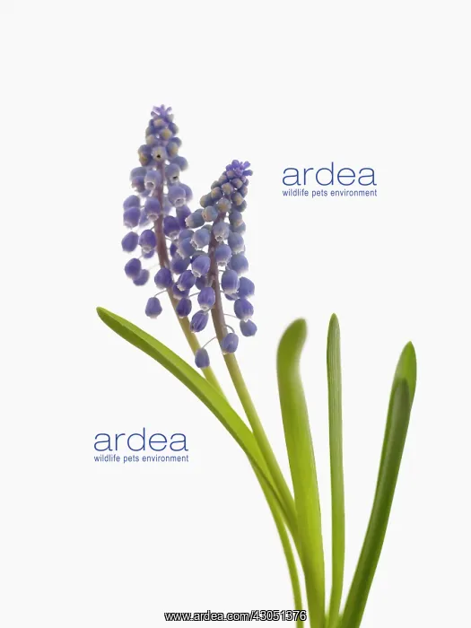 : Grape hyacinth : Grape hyacinth