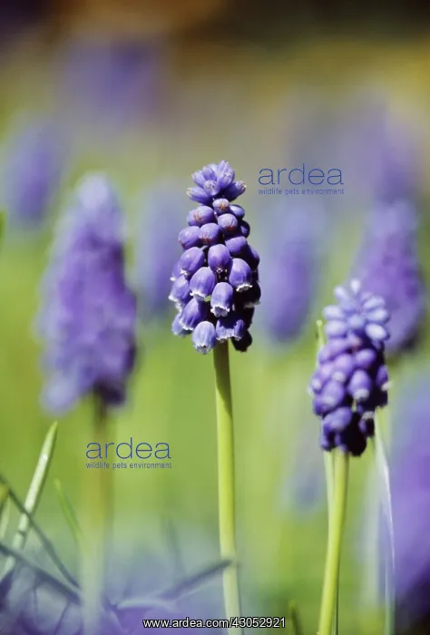 : Grape Hyacinth : Grape Hyacinth