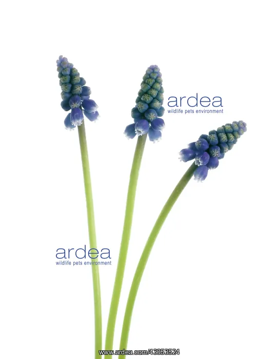 : Grape Hyacinth : Grape Hyacinth