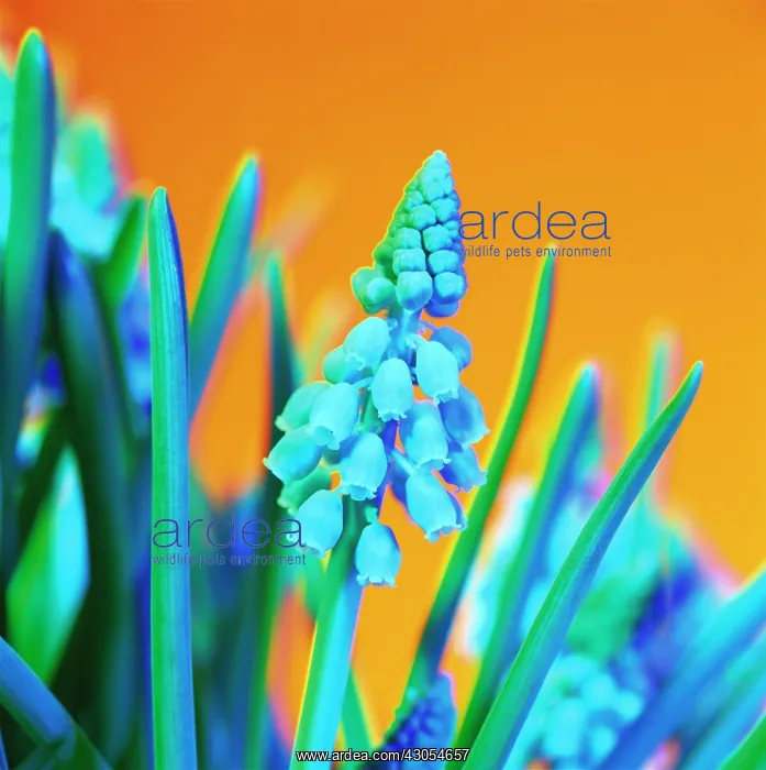: Grape Hyacinth : Grape Hyacinth